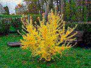 forsythia mini gold planting and care in the open field