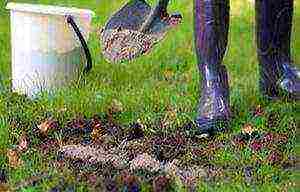 forsythia mini gold planting and care in the open field