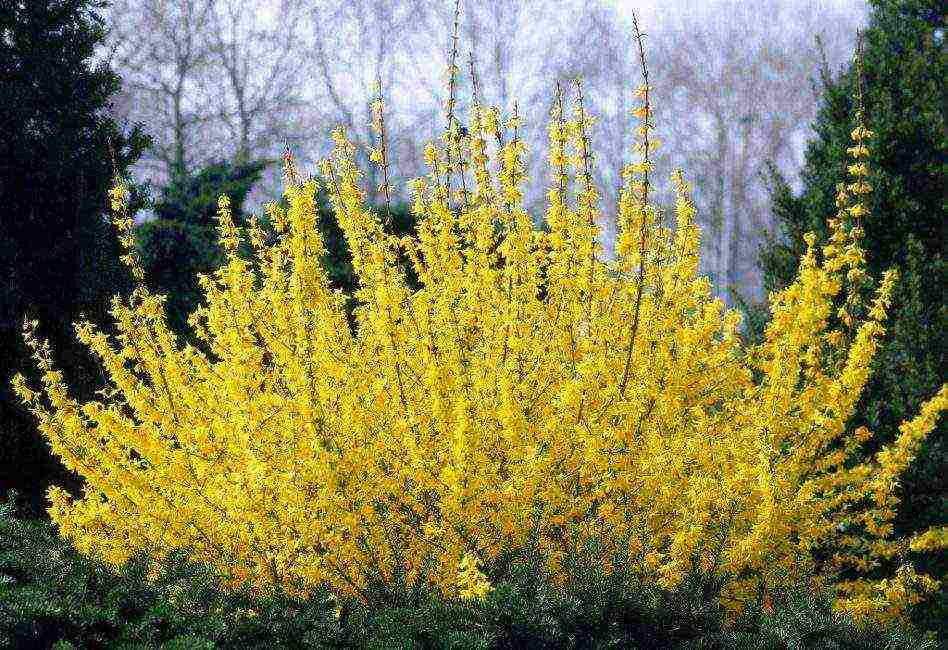 forsythia mini gold planting and care in the open field