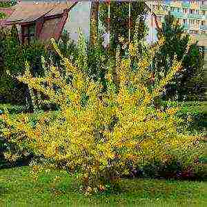 Forsythia ปลูกและดูแลในทุ่งโล่งในเลนินกราด