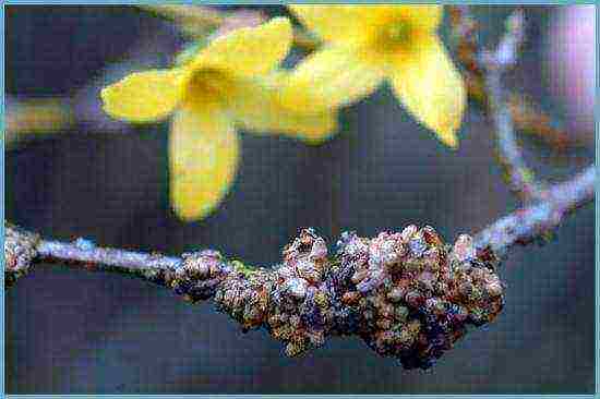 forsythia planting and care in the open field in the Leningrad