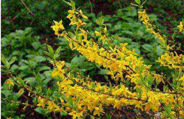 Forsythia ปลูกและดูแลในทุ่งโล่งในเลนินกราด