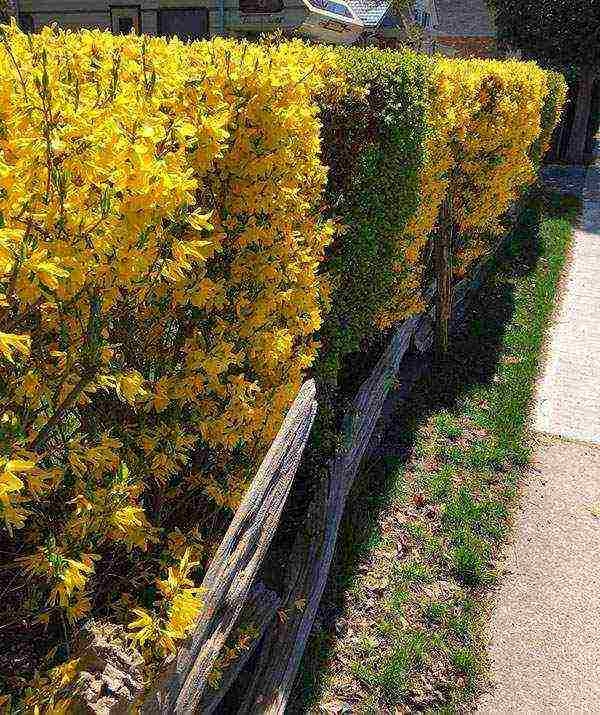 forsythia planting and care in the open field in the Leningrad