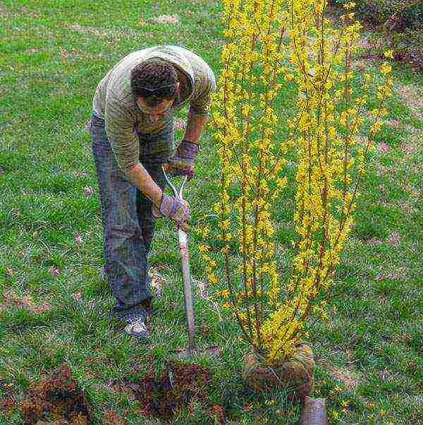 forsythia planting and care in the open field in the Leningrad