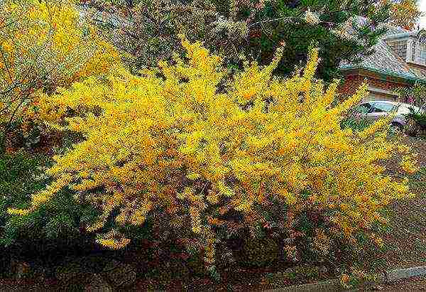 forsythia planting and care in the open field in the Leningrad