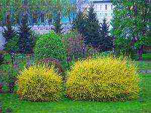 forsythia planting and care in the open field in the Leningrad