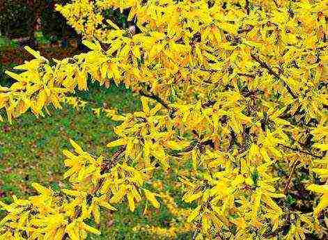 forsythia planting in the fall and care in the open field