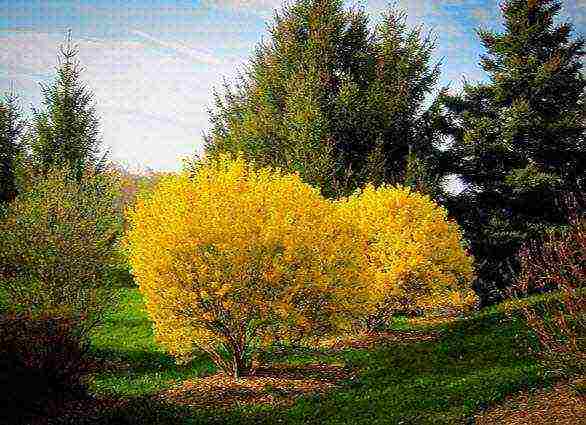 forsythia planting in the fall and care in the open field