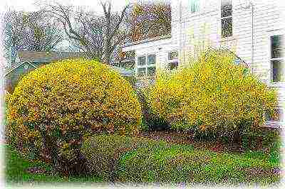 forsythia planting in the fall and care in the open field