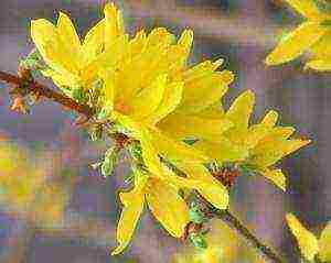 forsythia planting in the fall and care in the open field