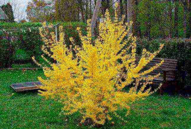 forsythia planting in the fall and care in the open field