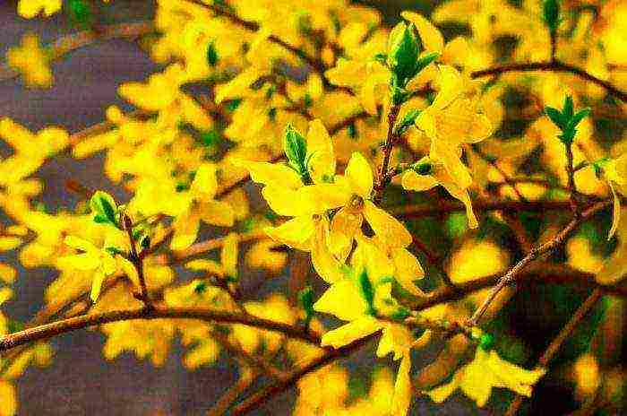 Forsythia การลงจอดระดับกลางและการดูแลกลางแจ้ง