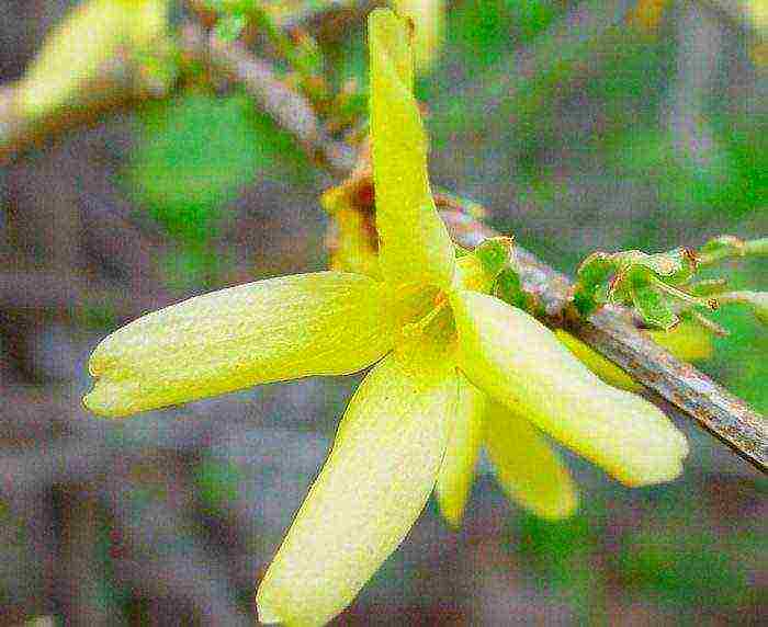 Forsythia การลงจอดระดับกลางและการดูแลกลางแจ้ง