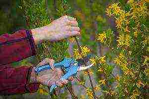 Forsythia การลงจอดระดับกลางและการดูแลกลางแจ้ง