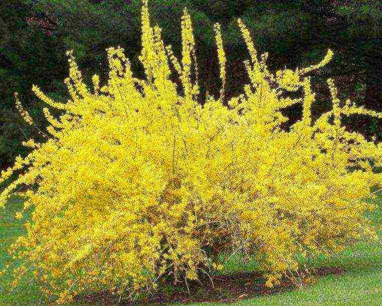 Forsythia การลงจอดระดับกลางและการดูแลกลางแจ้ง