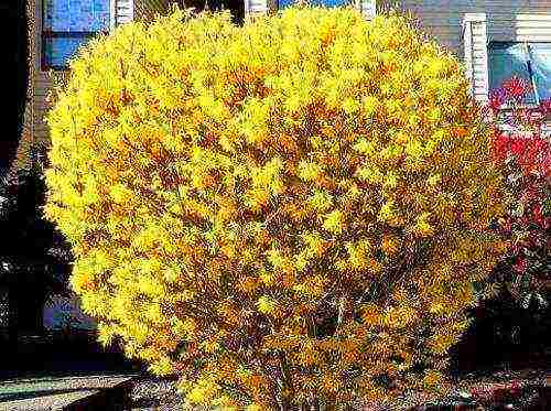 forsythia intermediate landing at panlabas na pangangalaga