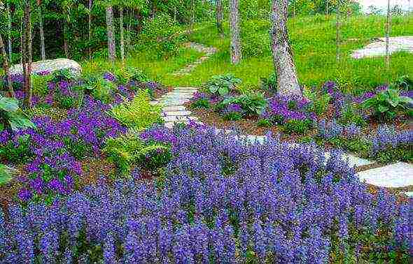 French lavender outdoor planting and care