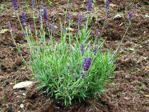 Pranses lavender panlabas na pagtatanim at pangangalaga