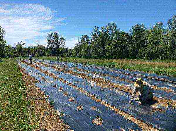 Pranses lavender panlabas na pagtatanim at pangangalaga