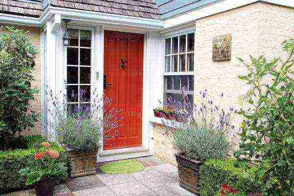 French lavender outdoor planting and care