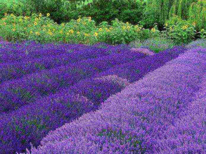 French lavender outdoor planting and care