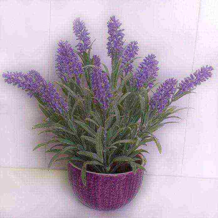 French lavender outdoor planting and care