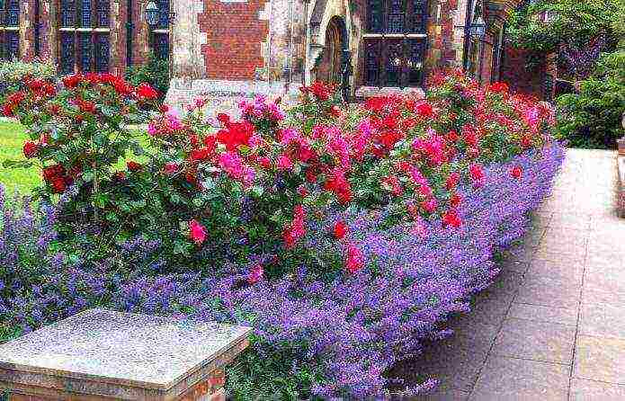 French lavender outdoor planting and care