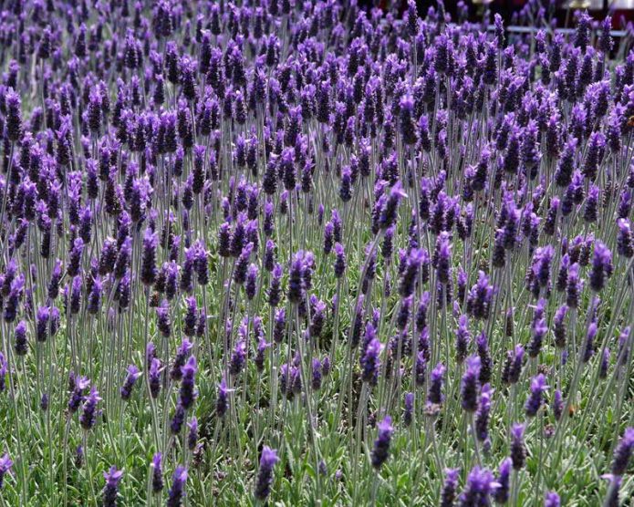 French lavender outdoor planting and care