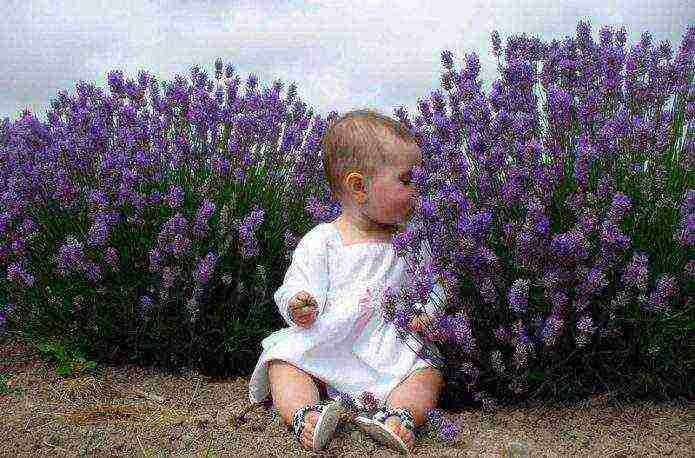 French lavender outdoor planting and care