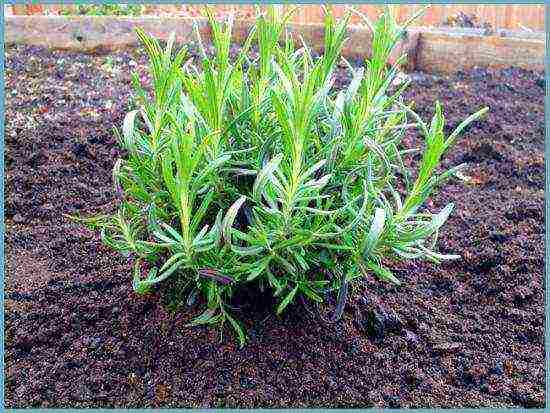 French lavender outdoor planting and care