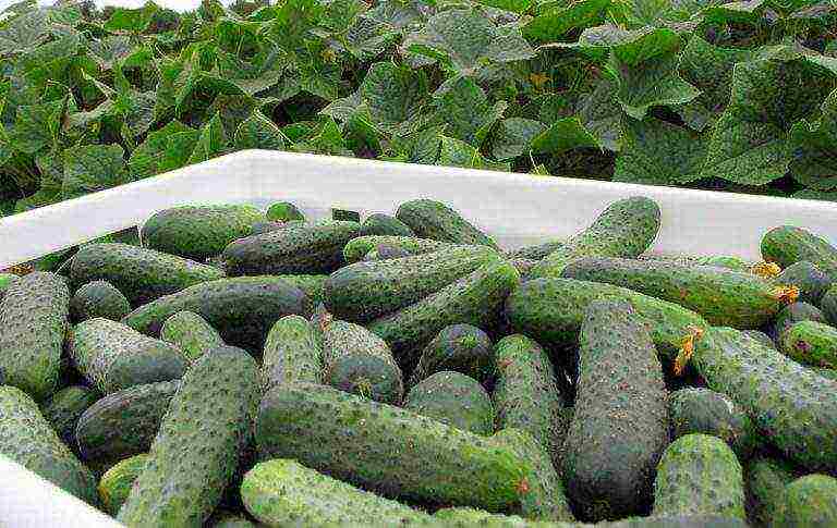 Ganichkina's best varieties of cucumbers