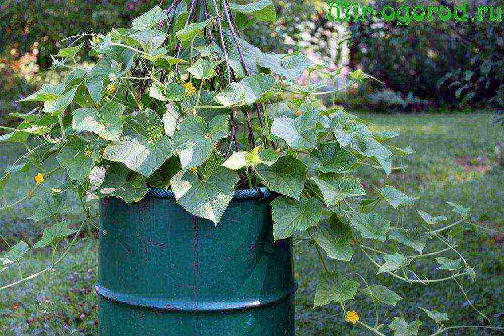 Ganichkina's best varieties of cucumbers