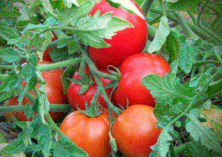 ganichkina the best varieties of tomato