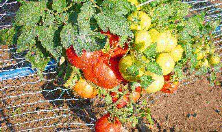 Pinakamahusay na pagkakaiba-iba ng kamatis ni Ganichkina