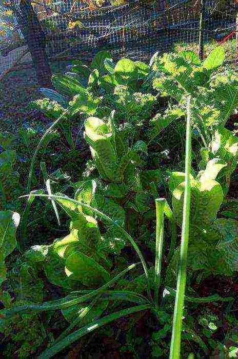 where is it better to grow cucumbers in the shade or in the sun