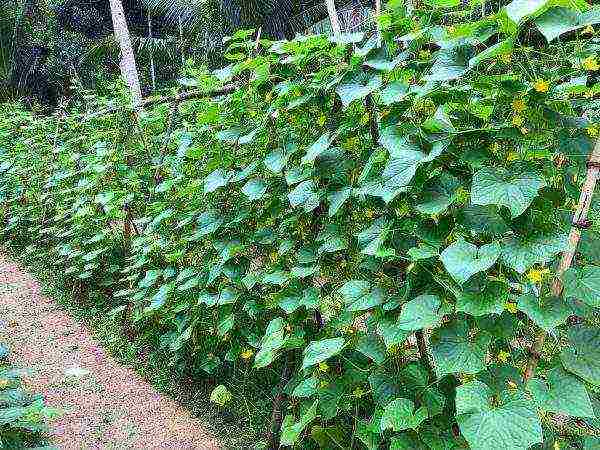 where is it better to grow cucumbers in the shade or in the sun