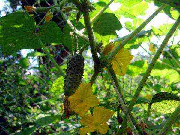 where is it better to grow cucumbers in the shade or in the sun