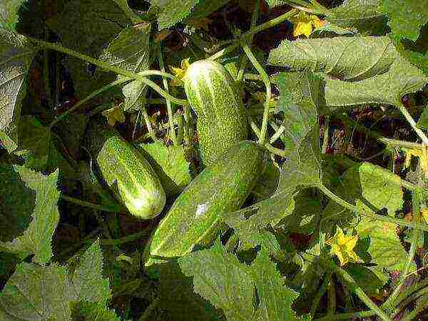 where is it better to grow cucumbers in the shade or in the sun