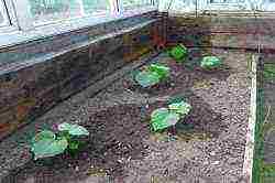 where is it better to grow cucumbers in the shade or in the sun