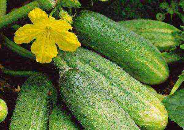 where is it better to grow cucumbers in the shade or in the sun