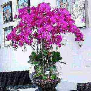 where is it better to grow an orchid at home