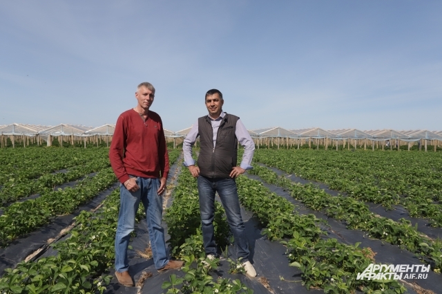 where strawberries are grown in the Kaliningrad region