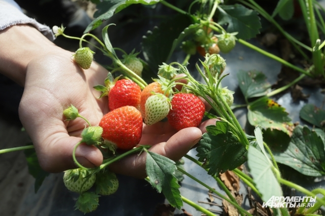 where strawberries are grown in the Kaliningrad region