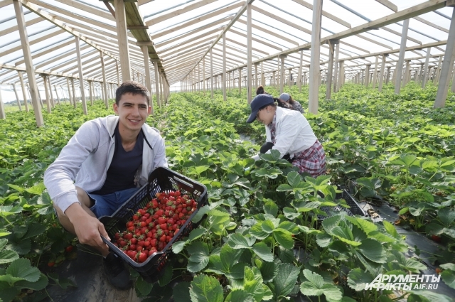 where strawberries are grown in the Kaliningrad region