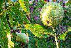 where walnuts are grown in the Krasnodar Territory