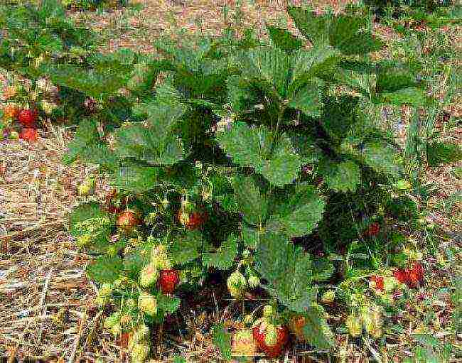 where strawberries are grown in the Leningrad region