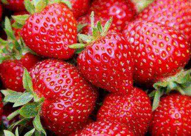 where strawberries are grown in the Leningrad region