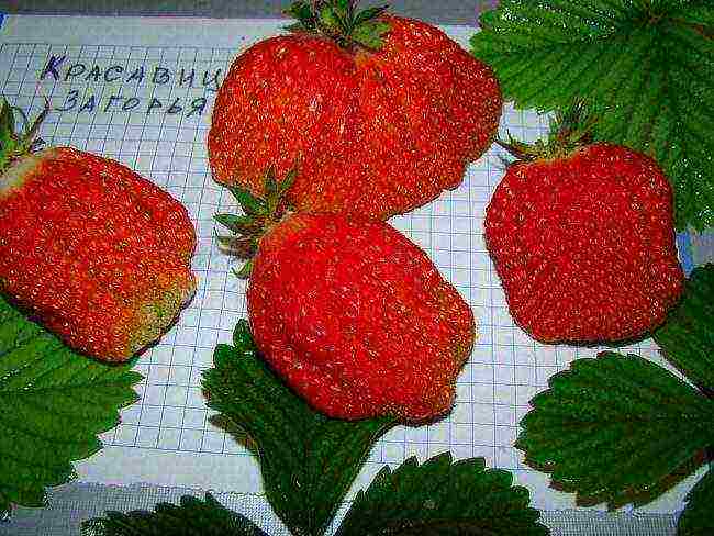 where strawberries are grown in the Leningrad region