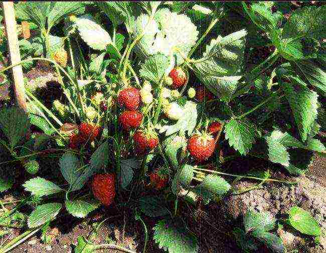 where strawberries are grown in the Leningrad region