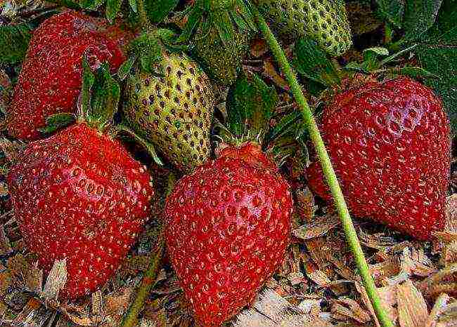 where strawberries are grown in the Leningrad region